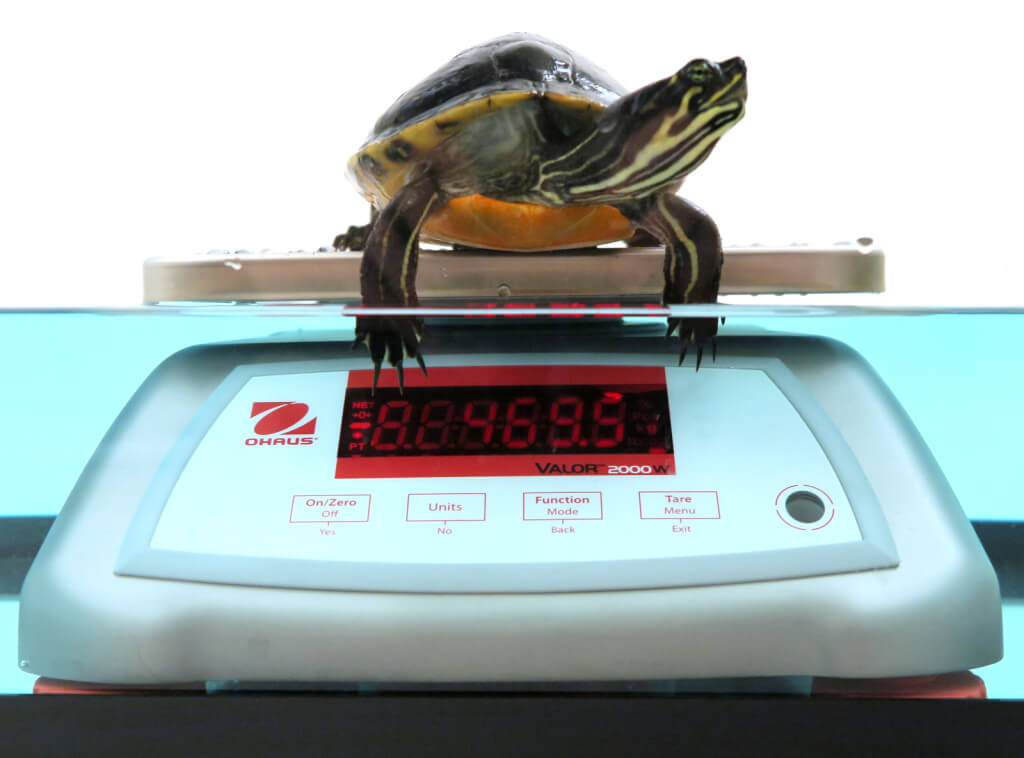 Weighing a turtle on a semi-submerged scale